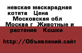 невская маскарадная котята › Цена ­ 10 000 - Московская обл., Москва г. Животные и растения » Кошки   